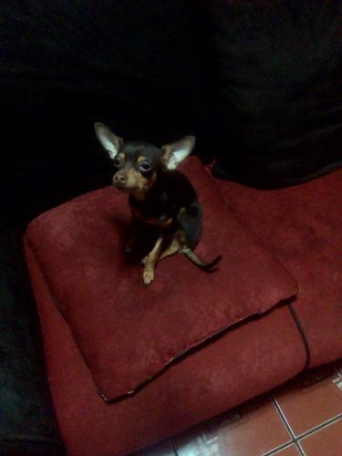 Chihuahua hembra de siete meses muy linda y c - Imagen 2