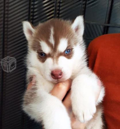 Vendo cachorros siberian huskies 1 mes y una  - Imagen 1
