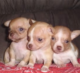 Vendo preciosos cachorritos Chihuahua cabeza  - Imagen 1