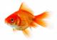 COMPRO-PECES-GOLDFISH-BBB-necesito-comprar-10-goldfish