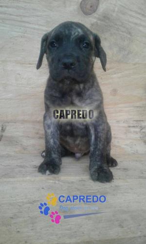 Capredo Dog Store On Line tiene en VENTA cach - Imagen 3