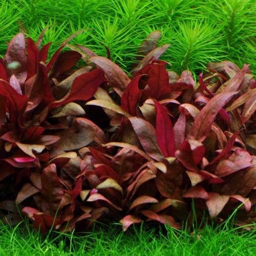 las mejores plantas para tu acurio rojas  ta - Imagen 2