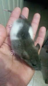 vendo ratas blancas bien cuidadas tel(503)73 - Imagen 1