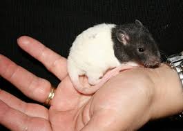 vendo ratas blancas bien cuidadas tel(503)73 - Imagen 2