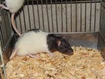 vendo ratas blancas bien cuidadas tel(503)73 - Imagen 3
