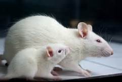 vendo hermosas ratas blancas de laboratoriob - Imagen 2