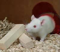 vendo ratas blancas de laboratorio tel73914 - Imagen 1