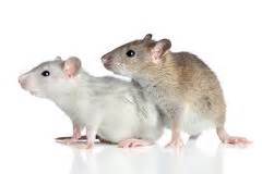 vendo ratas blancas de laboratorio tel73914 - Imagen 2