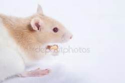 vendo ratas blancas de laboratorio tel73914 - Imagen 3