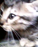 vendo lindos gatitos tigreadosraza american  - Imagen 1