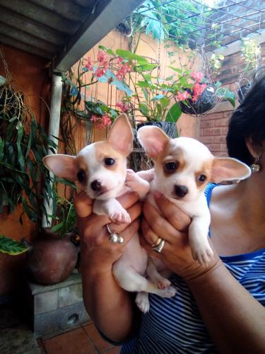 Vendo preciosos cachorritos Chihuahua nacidos - Imagen 1