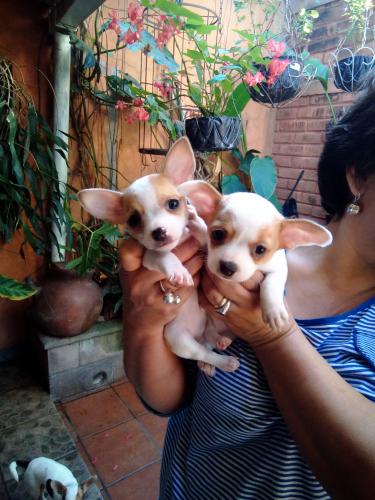 Vendo preciosos cachorritos Chihuahua nacidos - Imagen 2