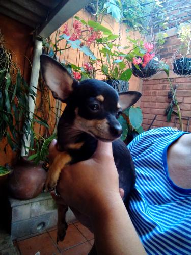 Vendo perrita Chihuahua sentadito de tres mes - Imagen 2