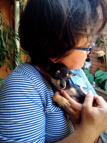 Vendo perrita Chihuahua sentadito de tres mes - Imagen 3