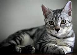 vendo lindos gatitos bien cuidados tel(503) - Imagen 3