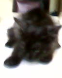 vendo lindos gatitos raza american wire hair  - Imagen 3