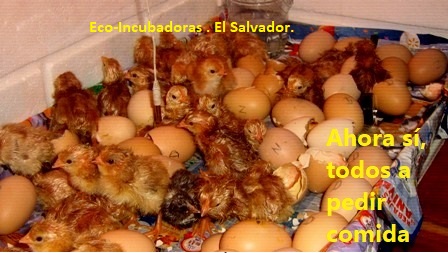 Incubadoras nuevas para 90 huevos fciles  - Imagen 2