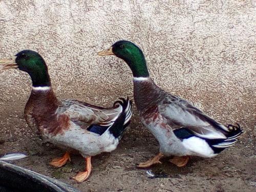 A la venta parejas de PRECIOSOS  patos canadi - Imagen 1