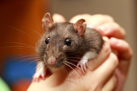 vendo ratas blancas de laboratorio y ratones  - Imagen 1