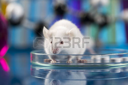 vendo ratas blancas de laboratorio y ratones  - Imagen 2