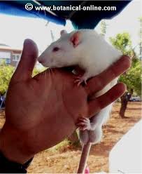 vendo ratas blancas de laboratorio y ratones  - Imagen 3