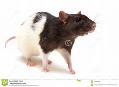 vendo ratas blancas y ratones pinky bien cuid - Imagen 1