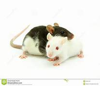 vendo ratas blancas y ratones pinky bien cuid - Imagen 2