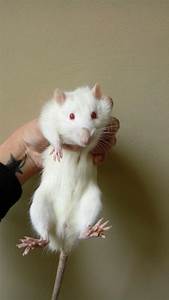 vendo ratas blancas y ratones pinky bien cuid - Imagen 3