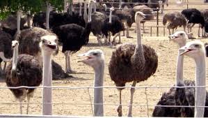 3 parejas de avestruces 6 meses edad en guate - Imagen 1