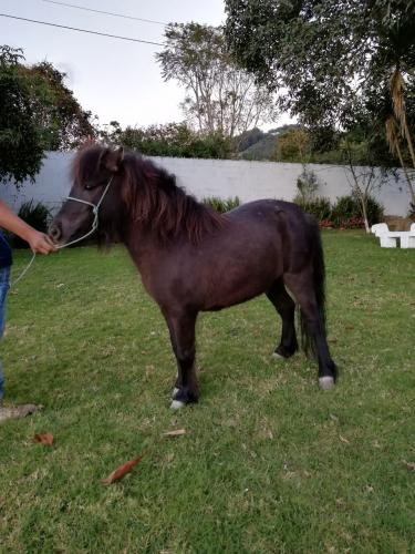 disponibles caballos ponis en Guatemala infor - Imagen 1