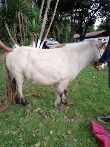 disponibles caballos ponis en Guatemala infor - Imagen 2