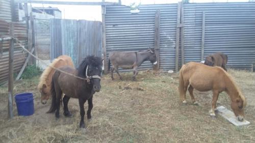 disponibles caballos ponis en Guatemala infor - Imagen 3