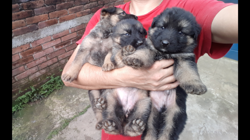 Vendo tres hermosos cachorros pastor de alem - Imagen 3