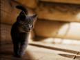 vendo lindo gatito negro raza american wire h - Imagen 1