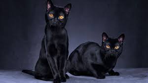 vendo hermoso gatito negroraza american wire - Imagen 1