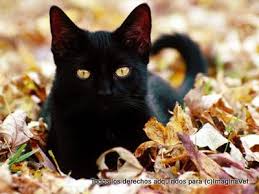 vendo hermoso gatito negroraza american wire - Imagen 2