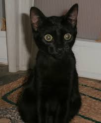 vendo lindo gatito color negro ojos amarillos - Imagen 1