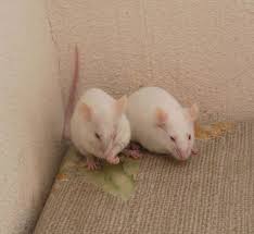 vendo lindos y cariÑosos ratonciotos pinky b - Imagen 2