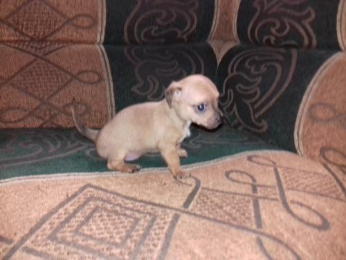  vendo Chihuahua hembra de un mes 5 días Ya  - Imagen 1