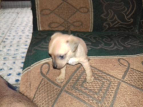  vendo Chihuahua hembra de un mes 5 días Ya  - Imagen 2