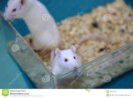 vendo cariÑosos ratoncitos pinkybien cuidad - Imagen 1