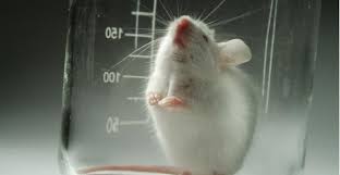 vendo cariÑosos ratoncitos pinkybien cuidad - Imagen 2