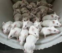 lindos ratoncitos pinky se venden bien cuidad - Imagen 1