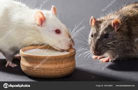 lindos ratoncitos pinky se venden bien cuidad - Imagen 2