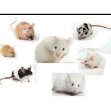 vendo lindos ratoncitos pinkybien cuidados  - Imagen 1