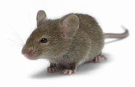 vendo lindos ratoncitos pinkybien cuidados  - Imagen 2