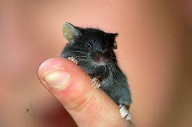 vendo lindos ratoncitos pinkybien cuidados  - Imagen 3