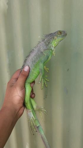 Iguanas verdes 15 Vendo iguanas de un año  - Imagen 1