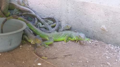 Iguanas verdes 15 Vendo iguanas de un año  - Imagen 2