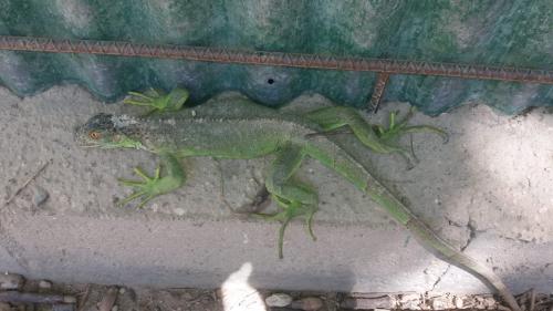 Iguanas verdes 15 Vendo iguanas de un año  - Imagen 3
